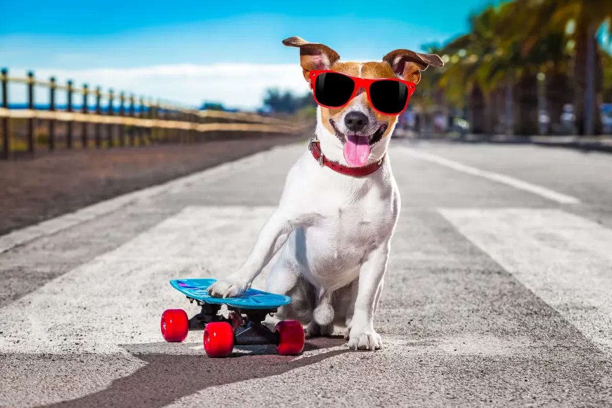 A Jack Russell Terrier with sunglasses and a skateboard.