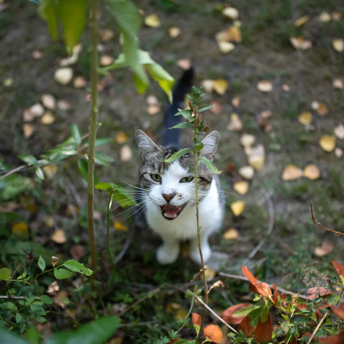 Understanding Why Your Feline Friend Won't Stop Meowing