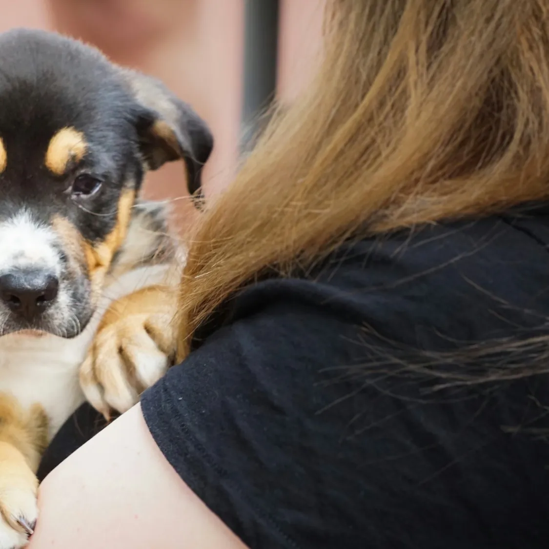Trainer Weighs In: When Your Puppy Would Rather Cuddle Than Train