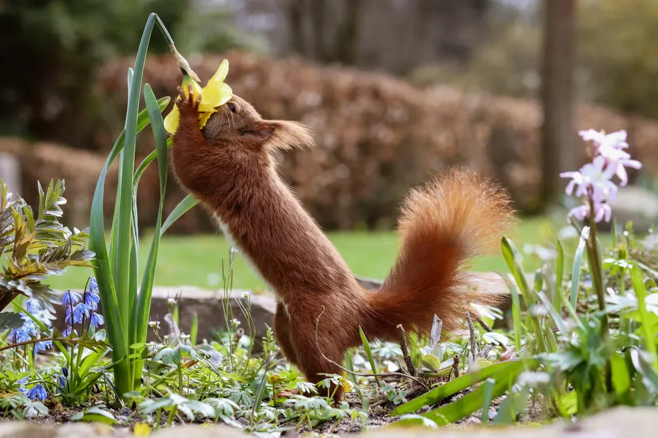 A red squirrel sniffing a flower.