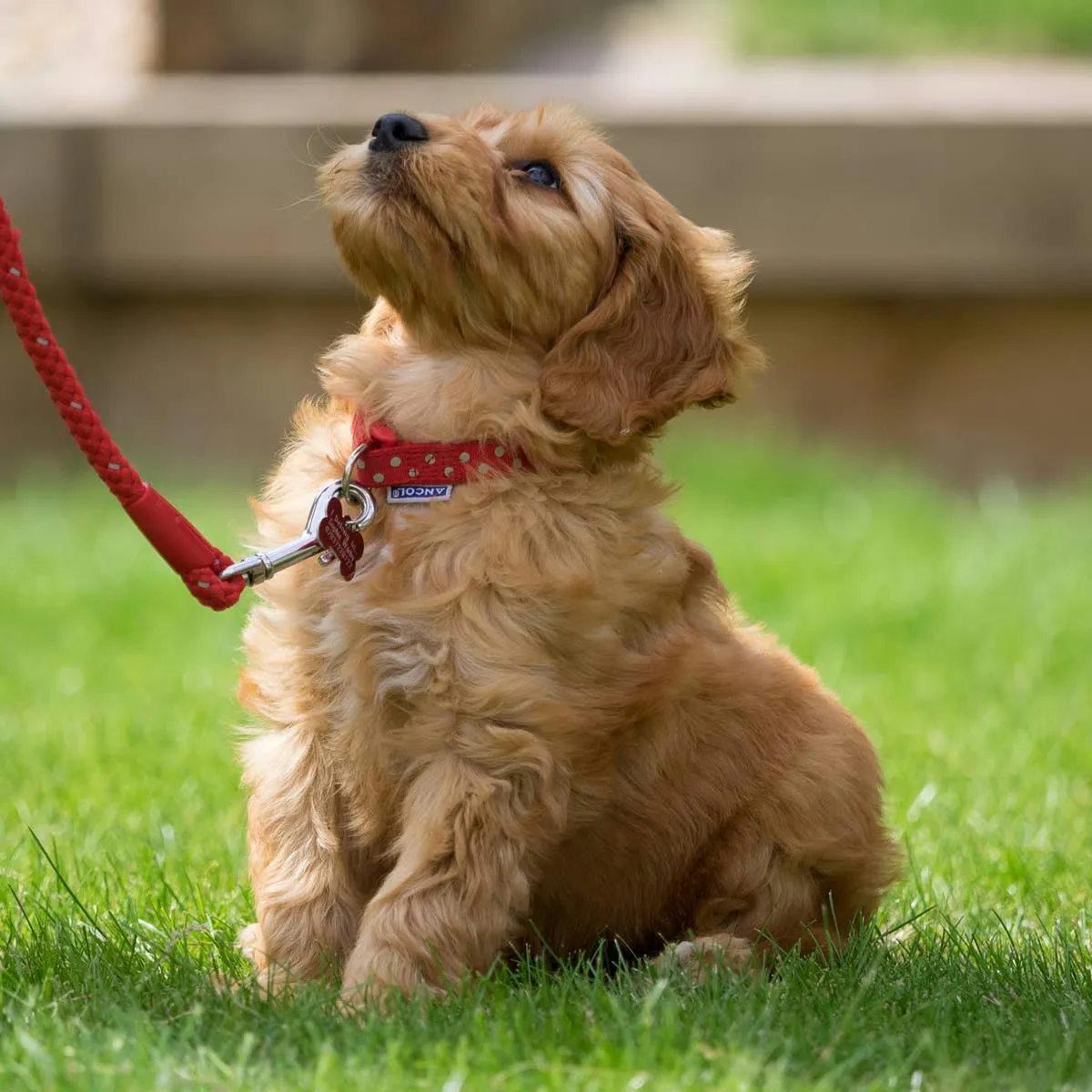 A Step-by-Step Guide to Teaching Your Puppy Loose-Leash Walking