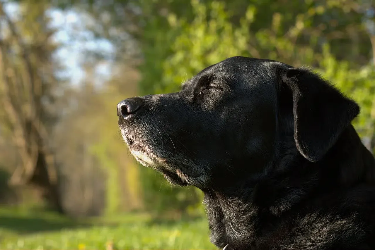 A black Labrador Retriever basking in the sunshine.