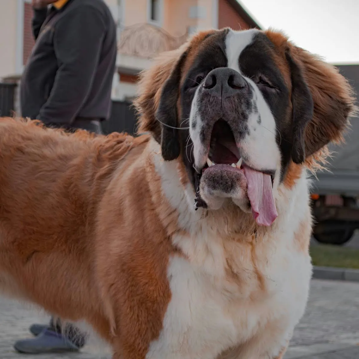 Gentle Giants: 7 Guard Dog Breeds That Are Surprisingly Calm