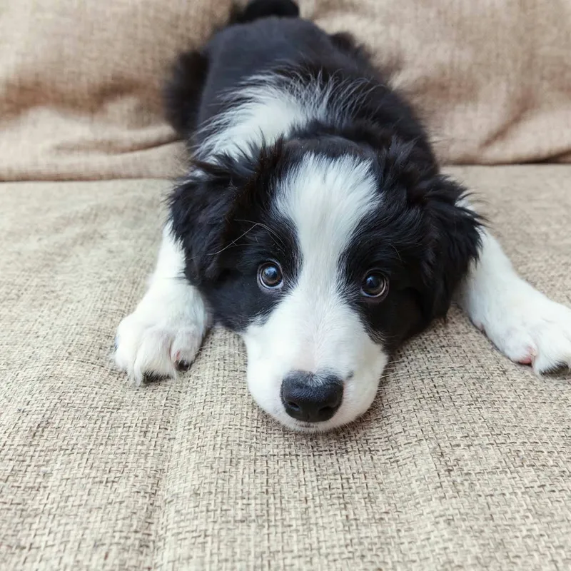 Rescue Puppy Without Sight or Hearing Charms the Internet as He Waits for a Family in Wyoming