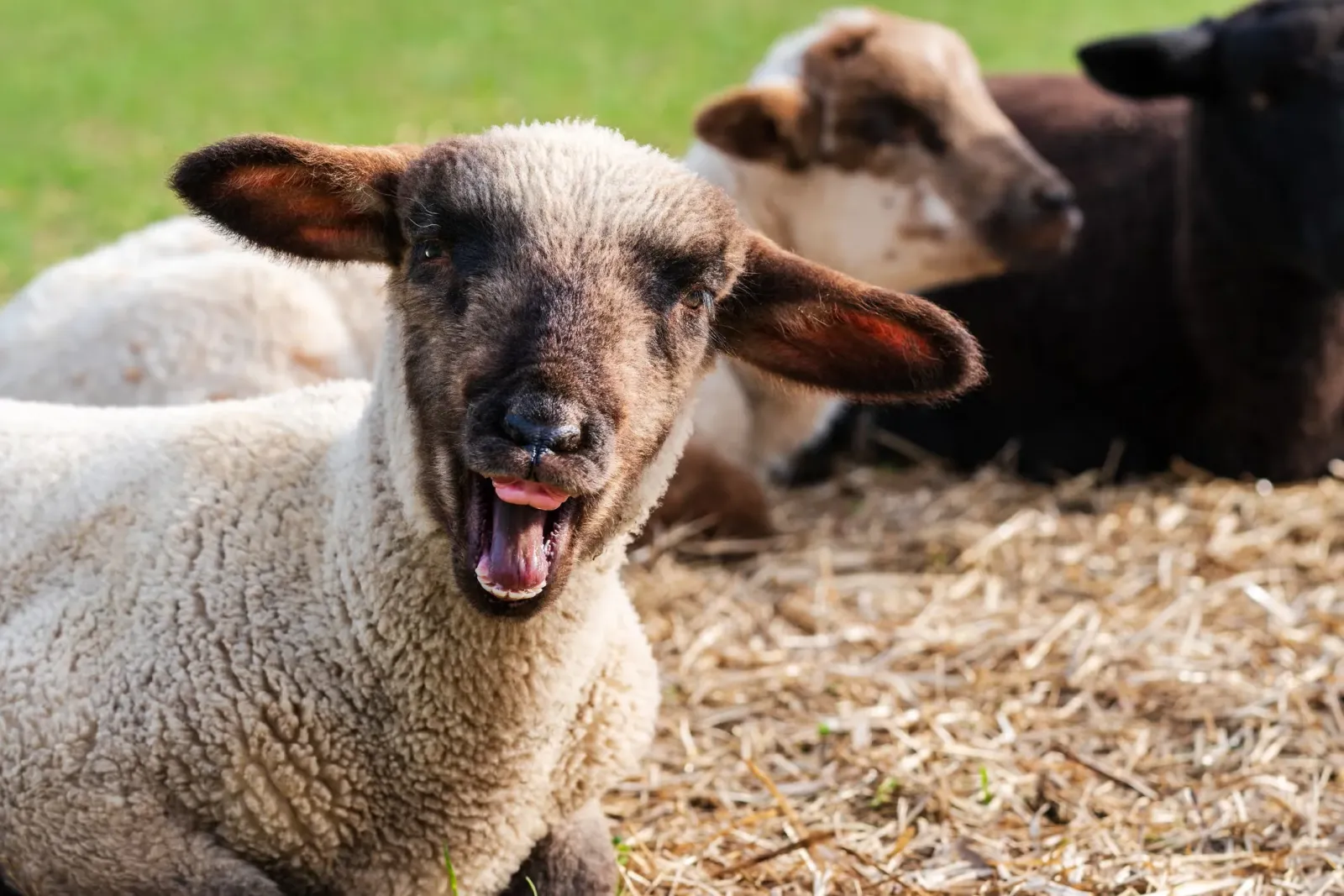 A sheep with a funny name making a silly face.