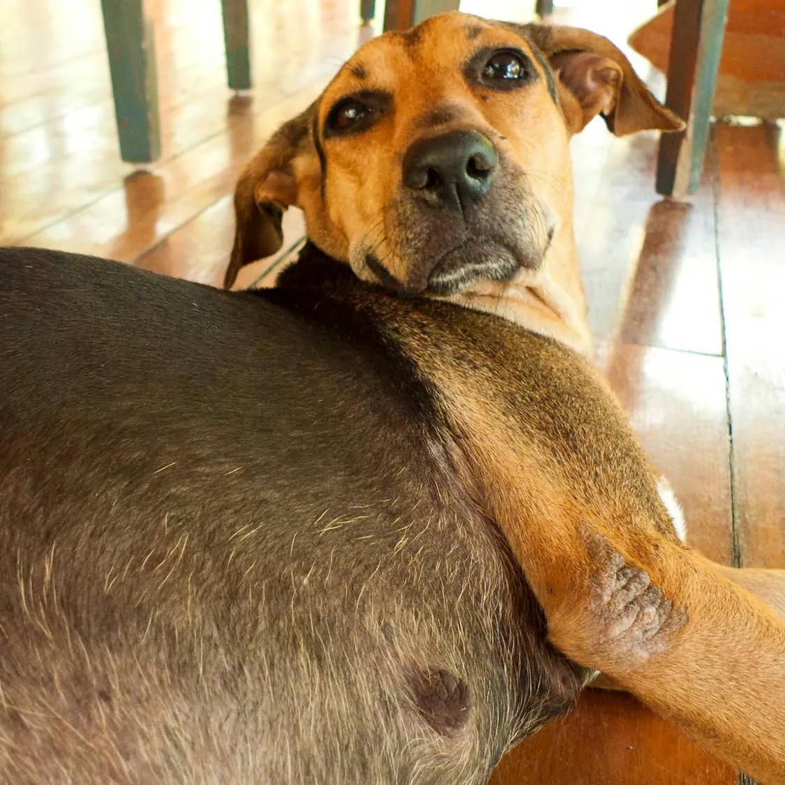 Determining Whether Your Dog Will Require a Cesarean Section
