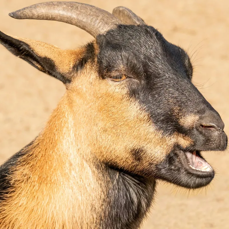 Goat Throws a Fit After Discovering Puppy Occupying His Favorite Resting Place