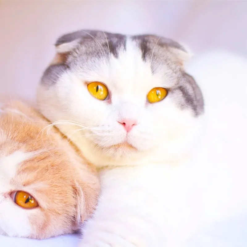 Five Feline Breeds That Channel the Scottish Fold's Teddy Bear Charm