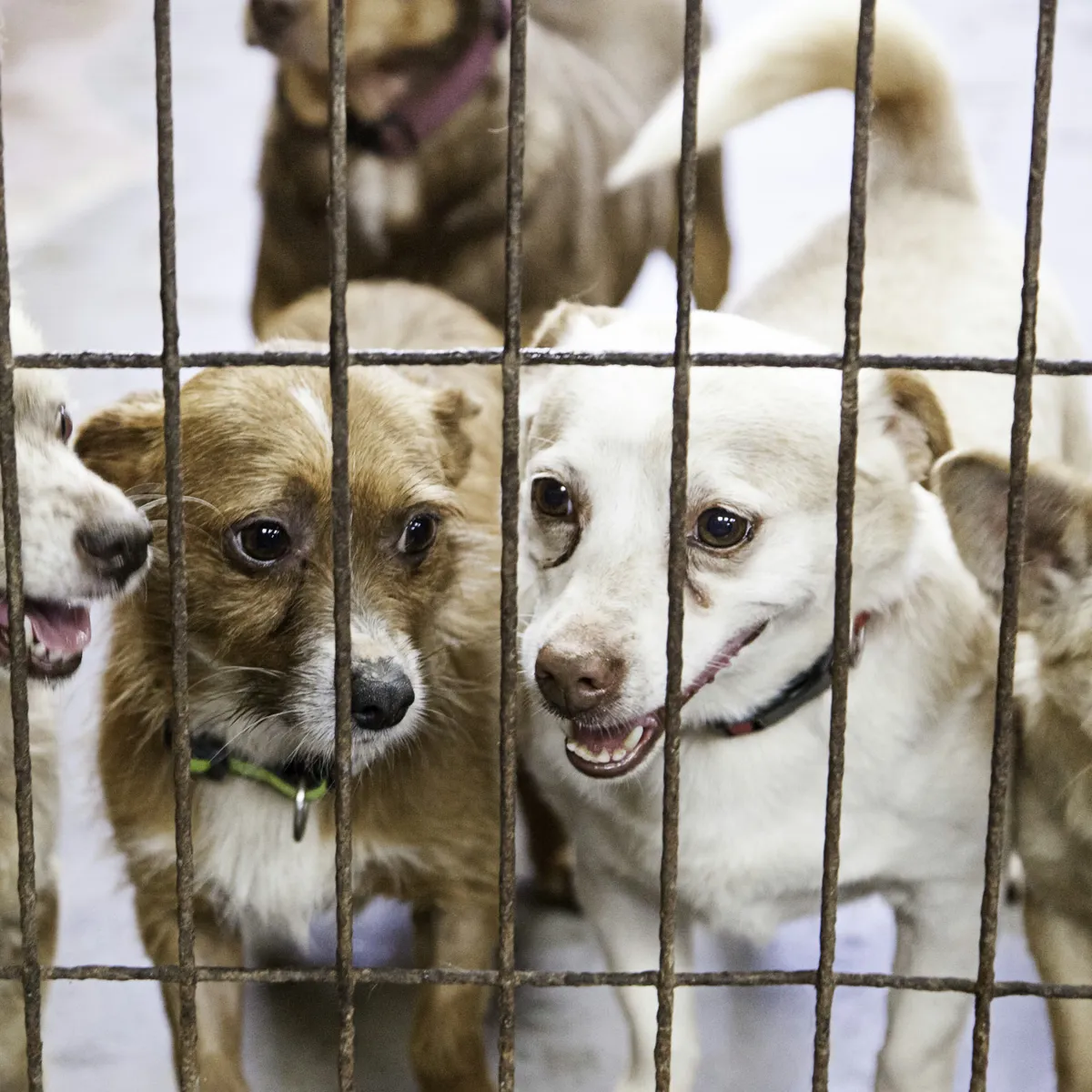 Recognizing Kennel Cough and Keeping Your Dog Comfortable