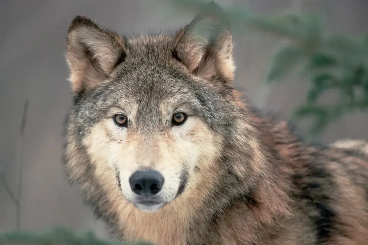 A beautiful grey wolf.