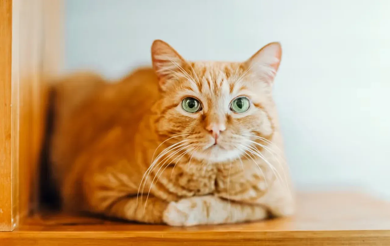 An adorable orange cat sitting with their paws crossed.