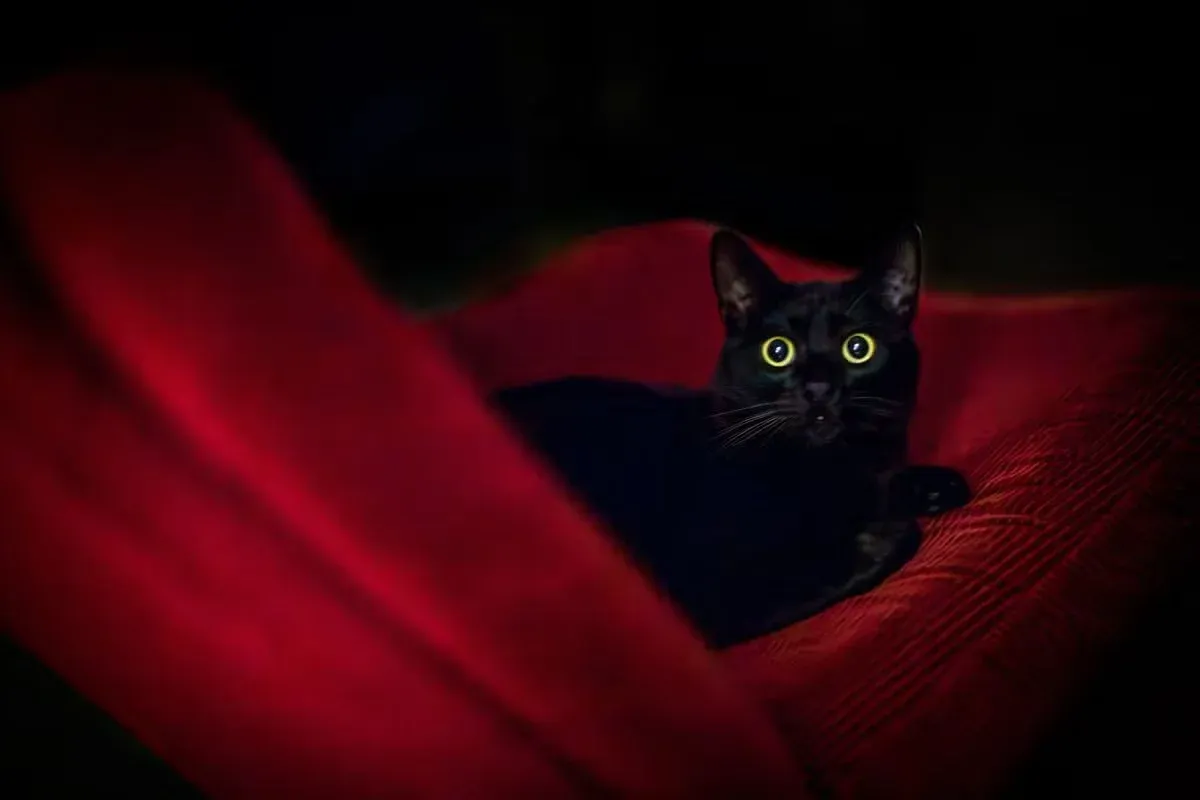 A black cat resting in a red velvet chair.