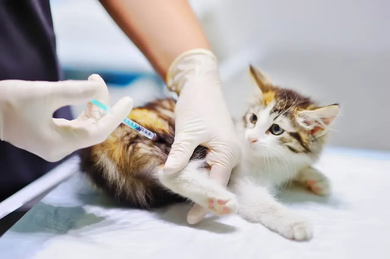 Cat getting a shot