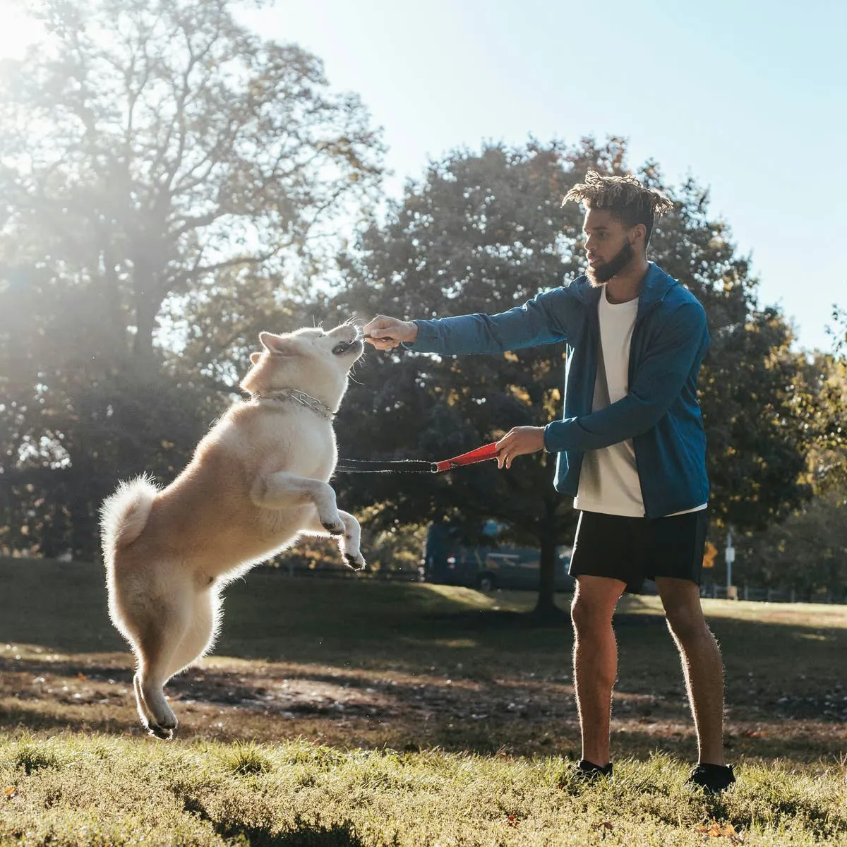 Three Practical Approaches to Curb Your Dog's Jumping Habit