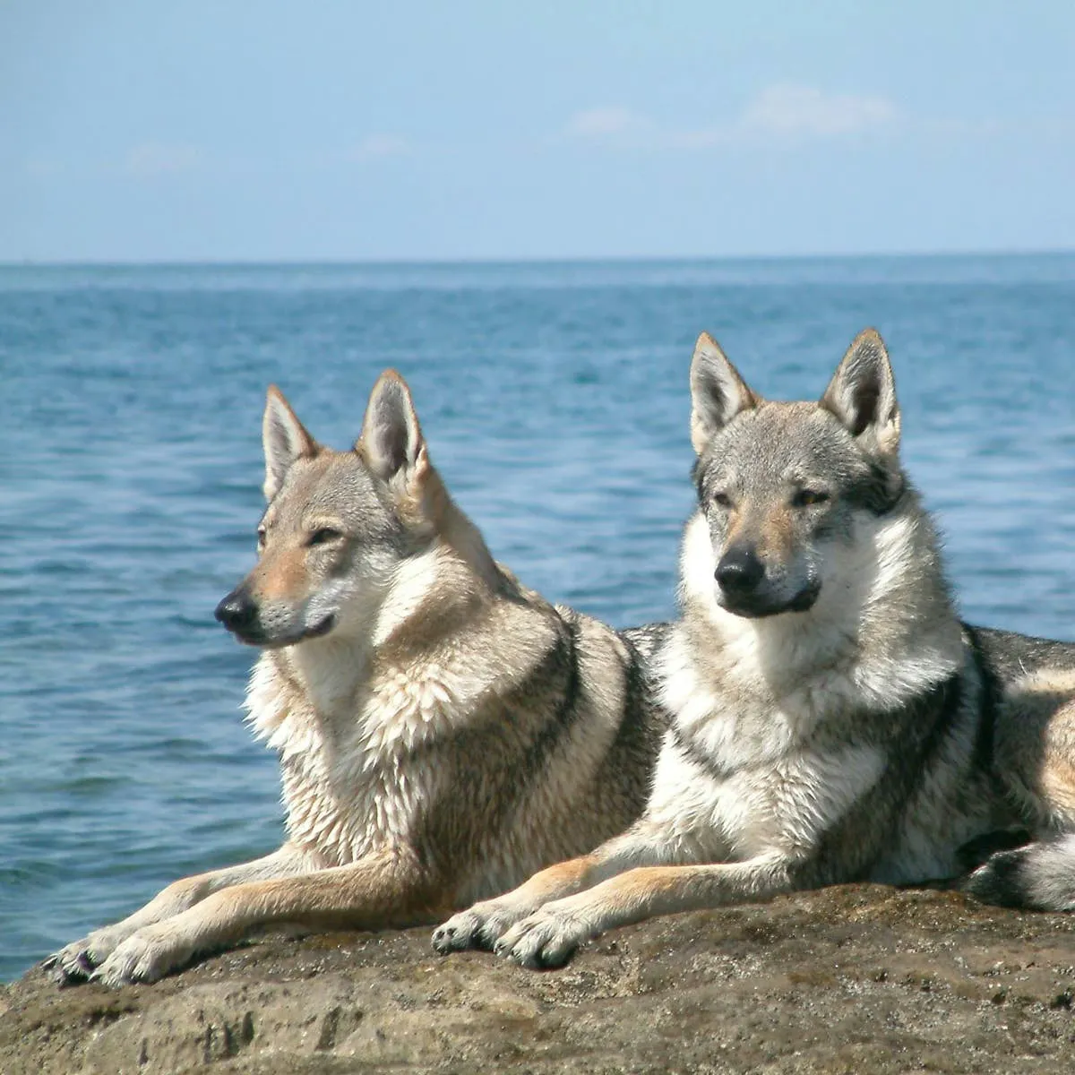 Understanding Wolf-Dog Hybrids: Rules, Origins, and Ownership Realities