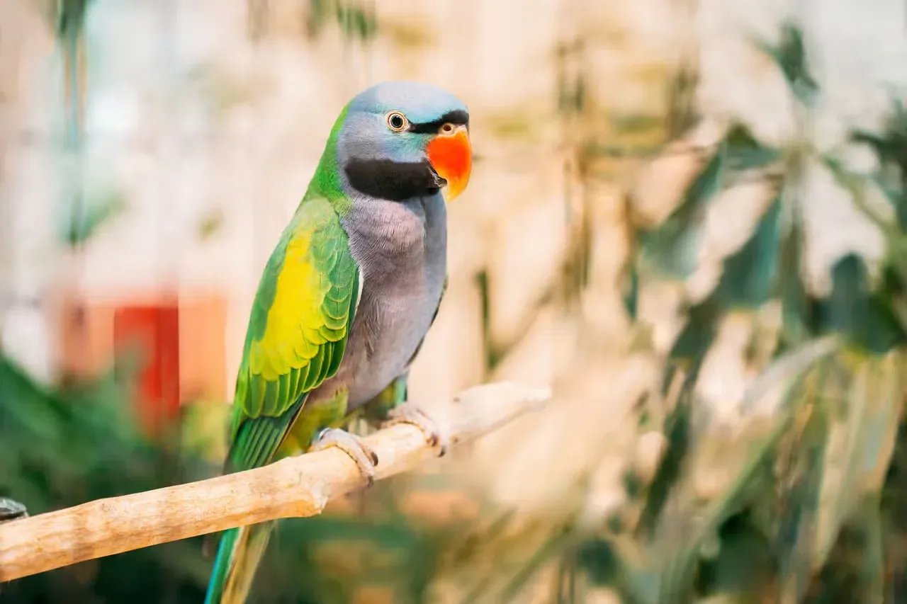 A Derbyan parakeet on a branch waiting to have a conversation with someone.