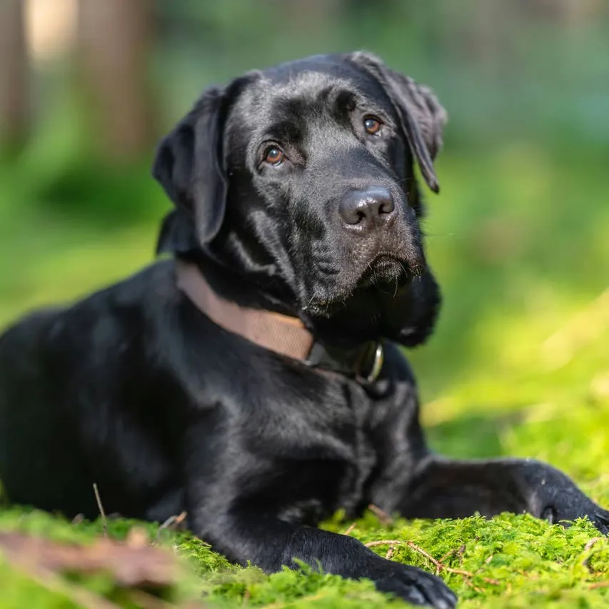 Top 120+ Black Labrador Name Ideas for Your New Pup