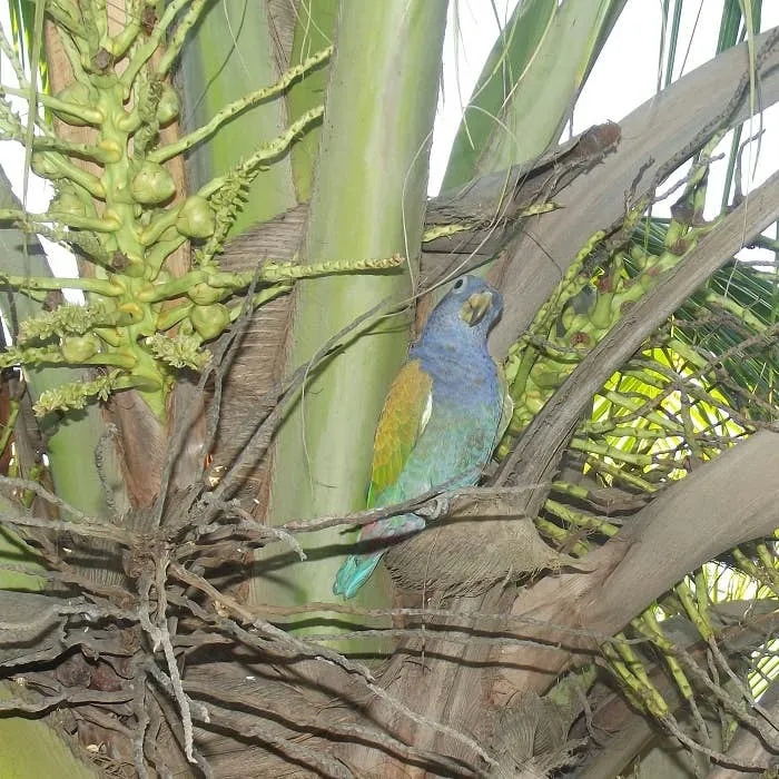 A Pionus Parrot Care Guide: Diet, Exercise, and Traits