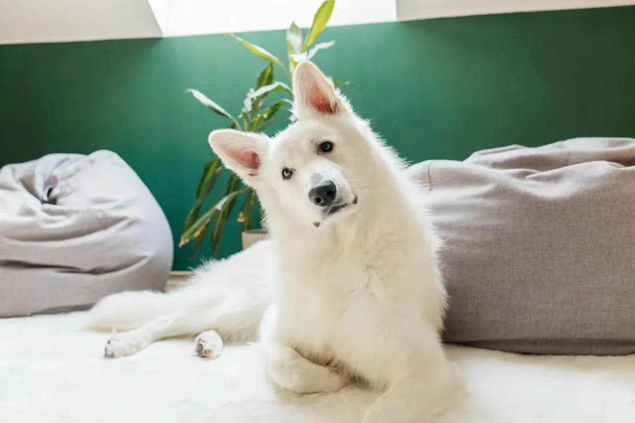 A Swiss White Shepherd sitting on a couch.