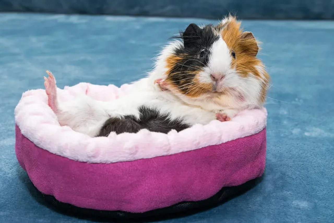 A silly guinea pig laying in a bed.