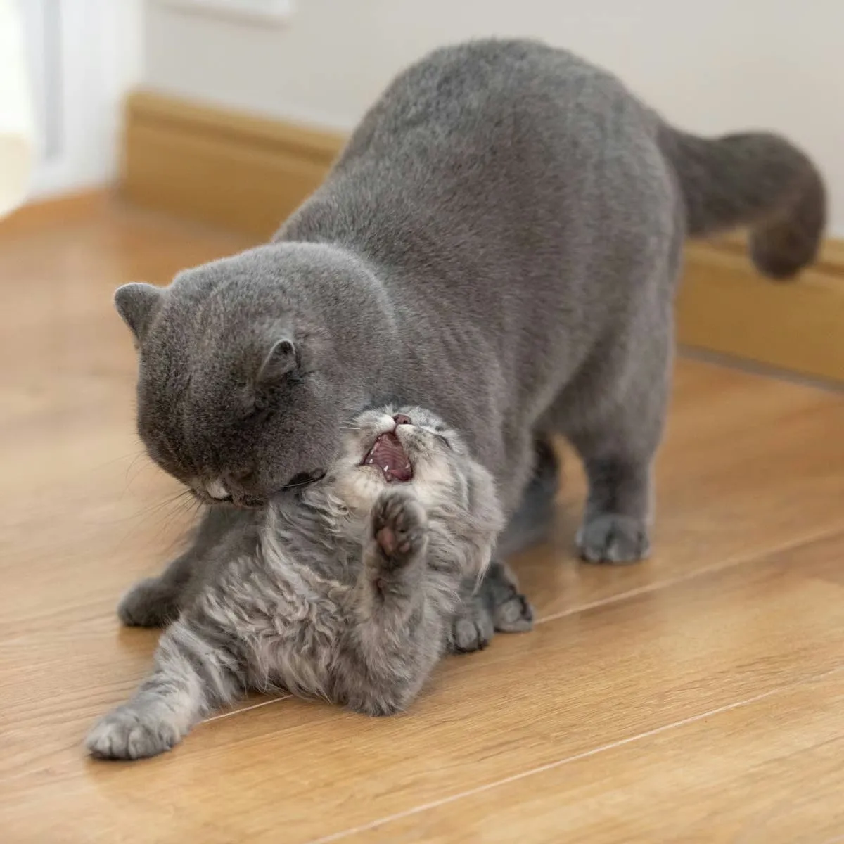 Coraline the Foster Cat Turns Playtime Into a Wrestling Match With Her Kittens
