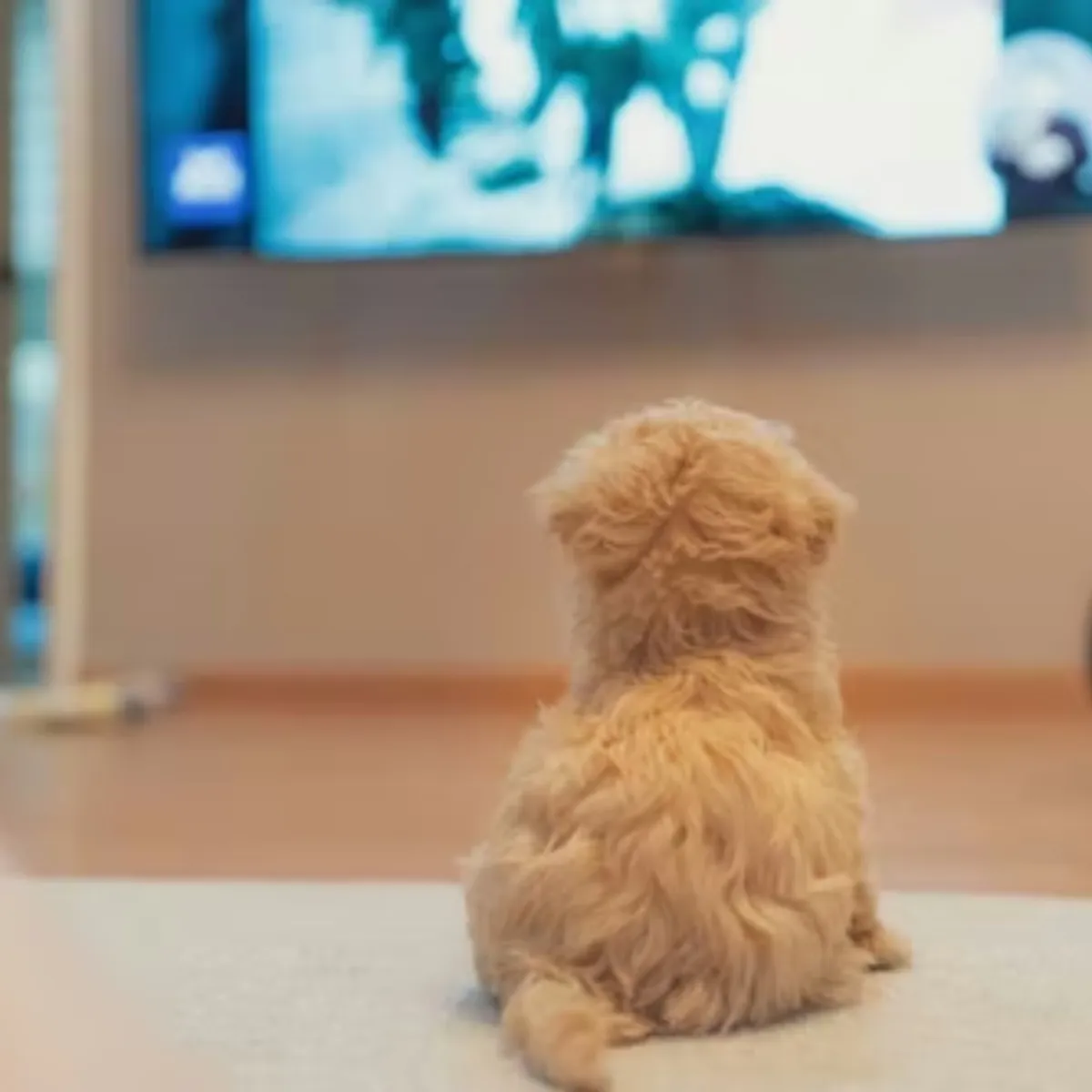 TV Sitcom-Inspired Names for Your New Puppy: A Curated List