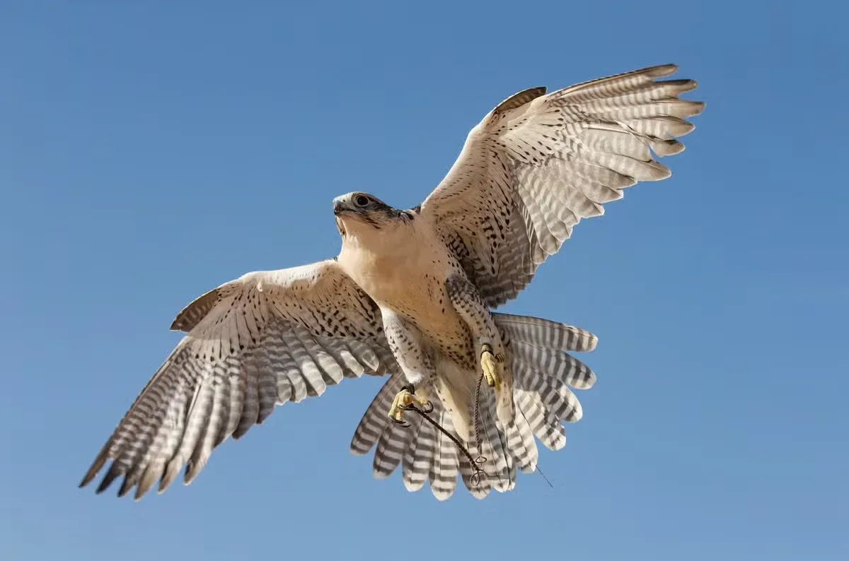 A hawk flies overhead, leaving many people wondering: why here?