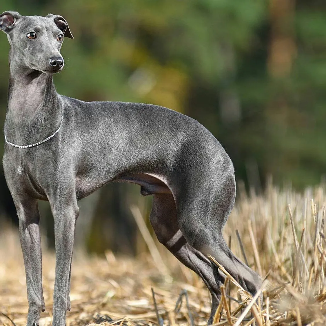 The Italian Greyhound: An In-Depth Look at This Ancient and Affectionate Breed