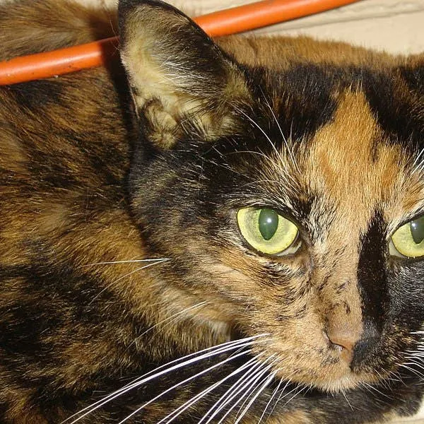 Fatty Liver Disease in Cats: Hepatic Lipidosis Explained