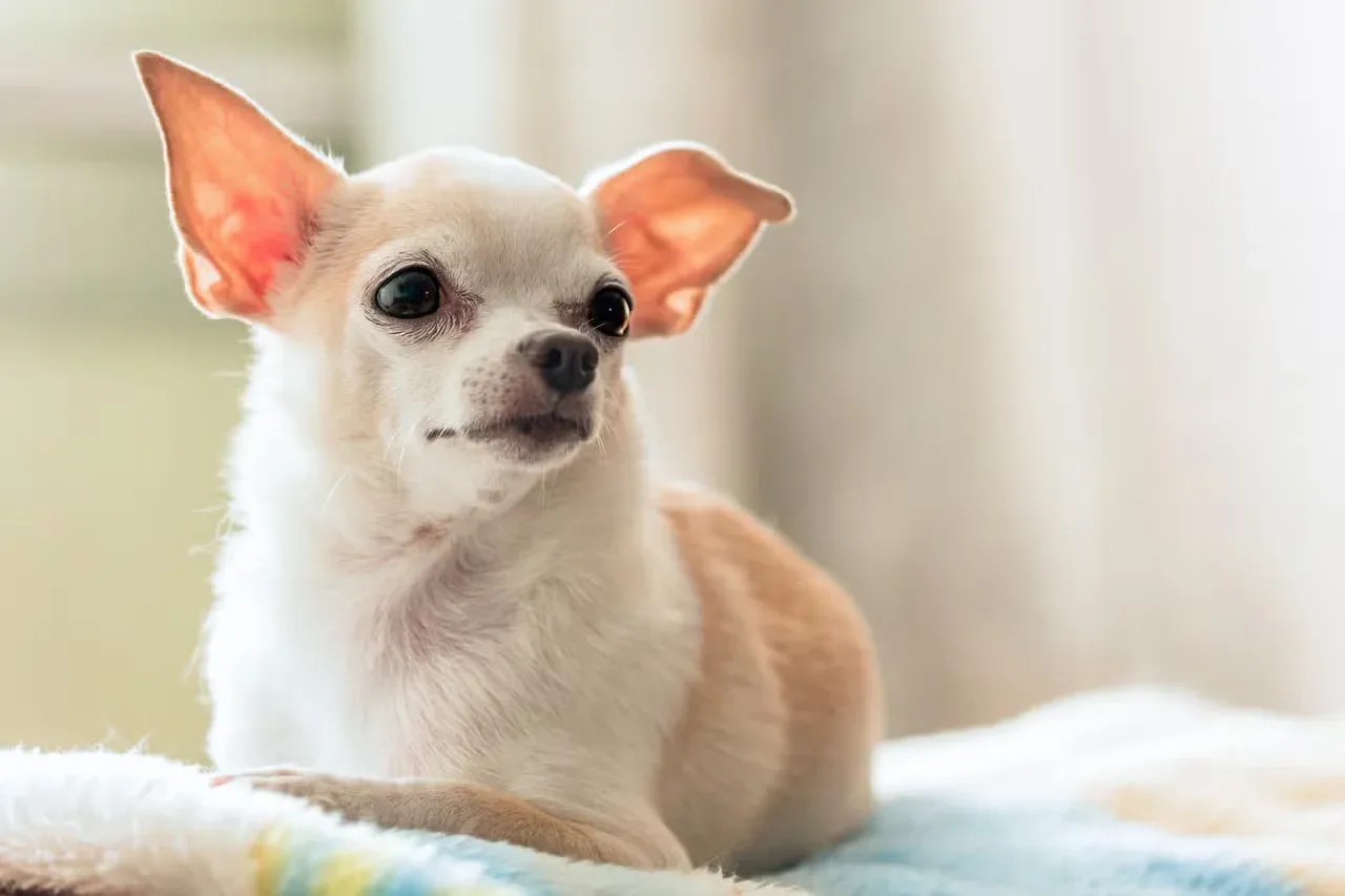 A cute little Chihuahua sitting on a blanket.