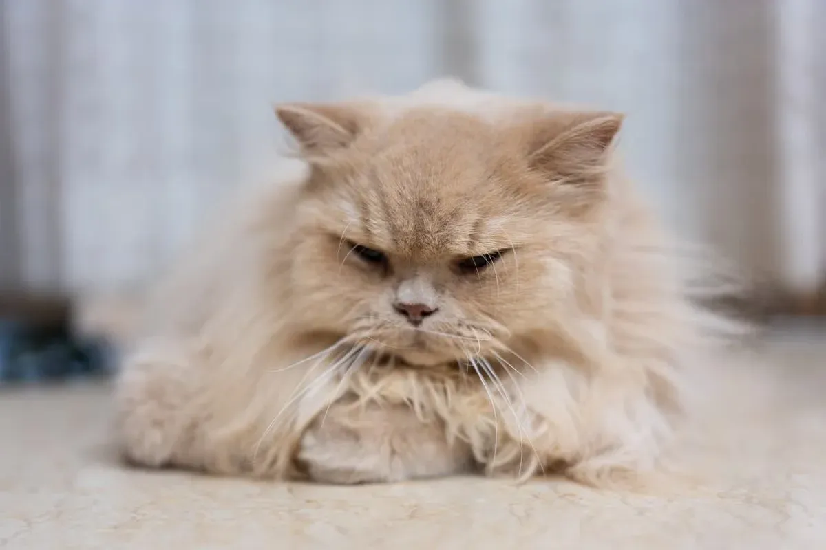 A long-haired cat, looking sad