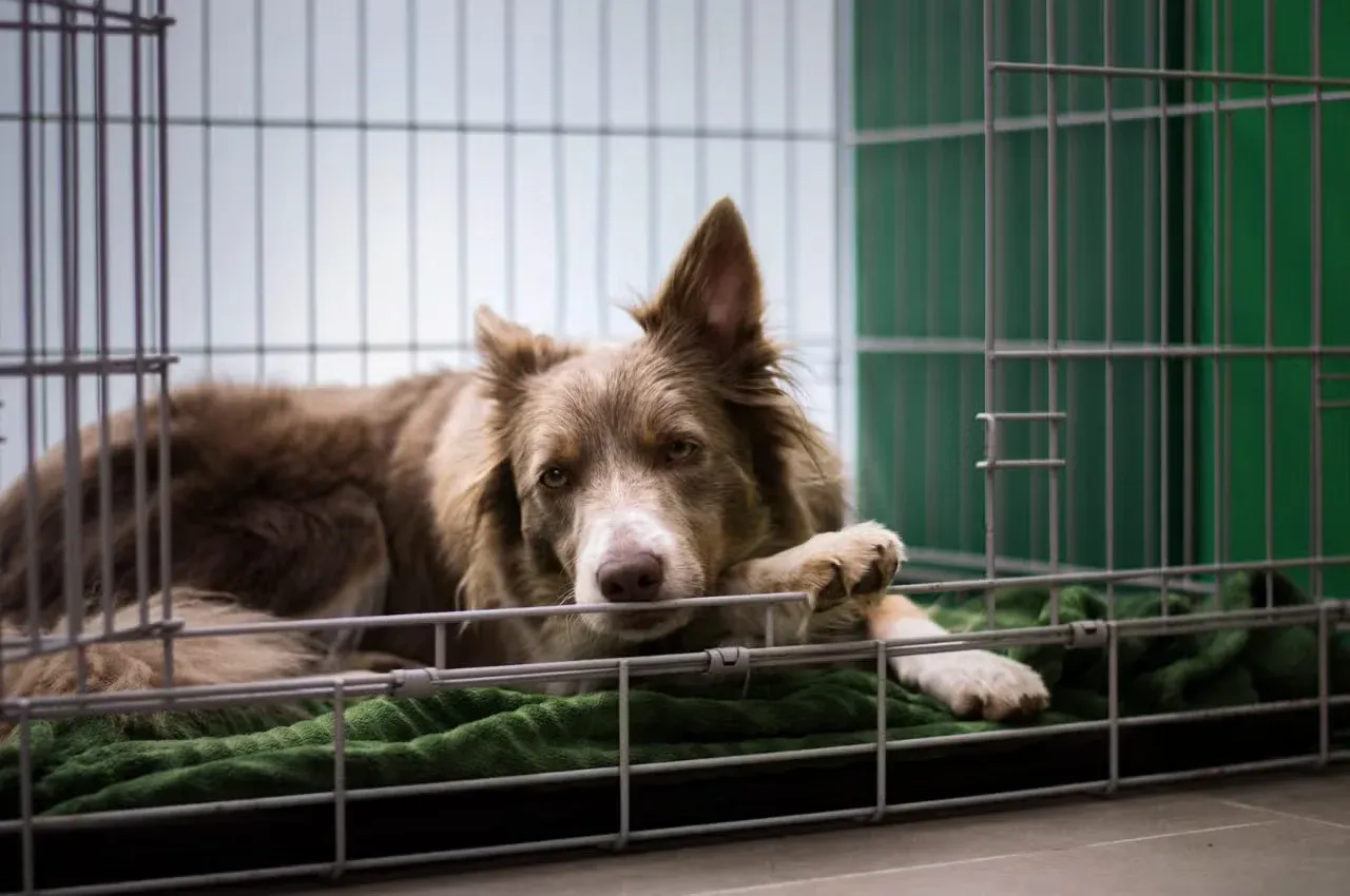 Dog laying in its crate