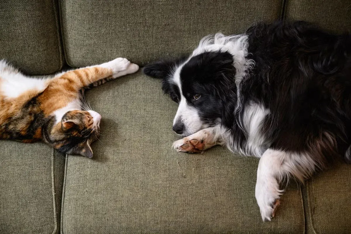 A cat and a Border Collie chilling on a couch that have cute pet names.