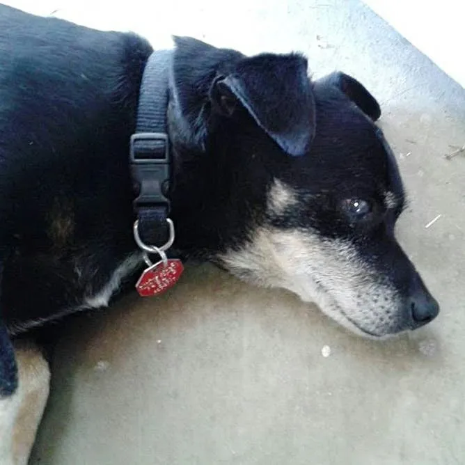 Distinguishing Canine Seizures from Fainting Spells