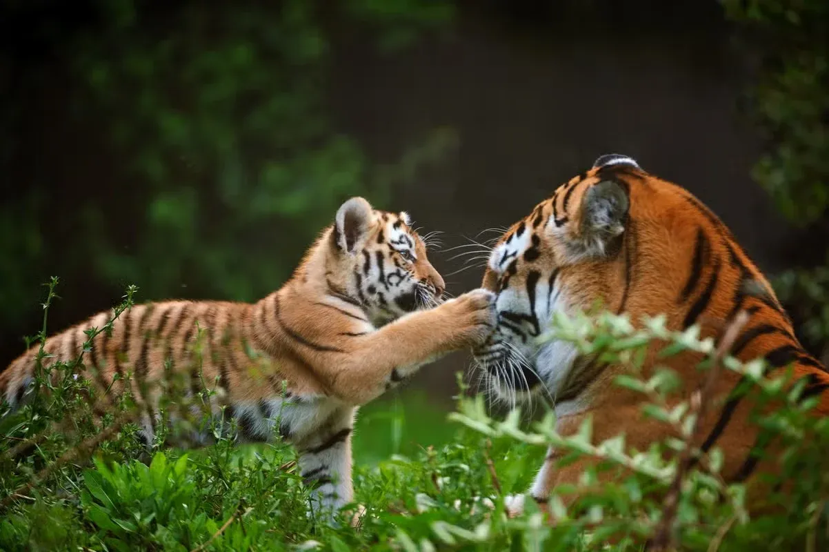 A tiger cub playing with their mama.
