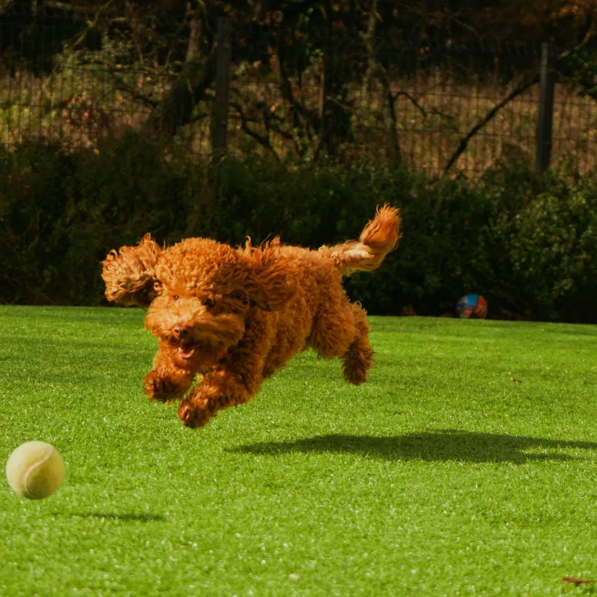 Chicken Feet and Beef Tracheas: Natural Glucosamine for Dogs