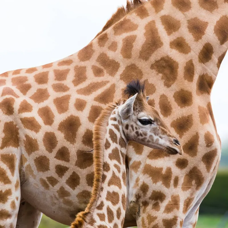 Sydney Zoo's Newborn Giraffe Follows Keeper Around, Sparking Adorable Bond