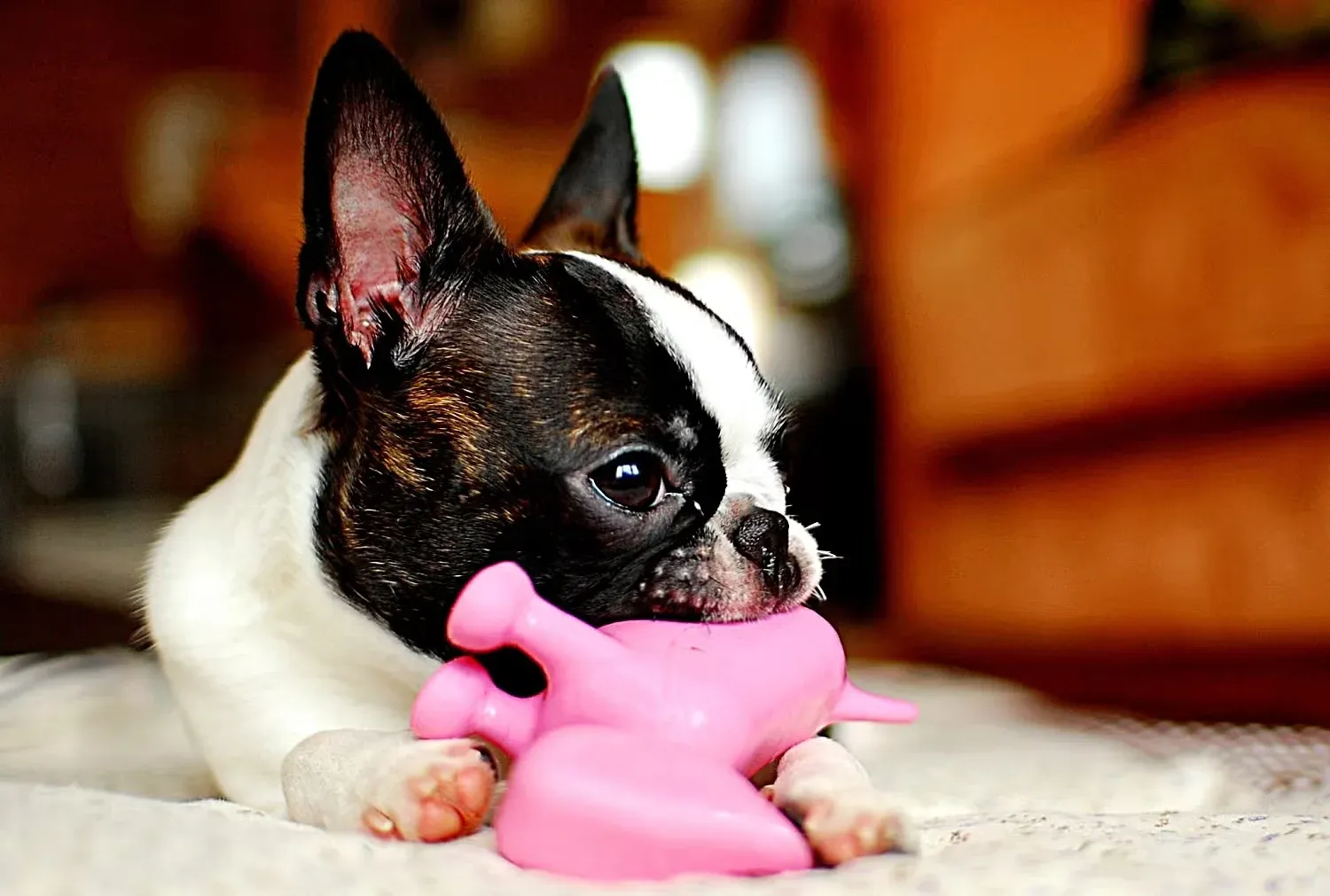 Boston Terrier chewing on his squeaky