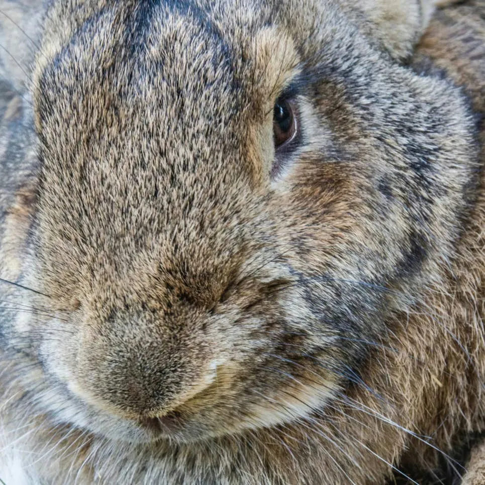 Flemish Giant Rabbit Named Winnie Celebrates Seeing Her Mom with Happy Binkies