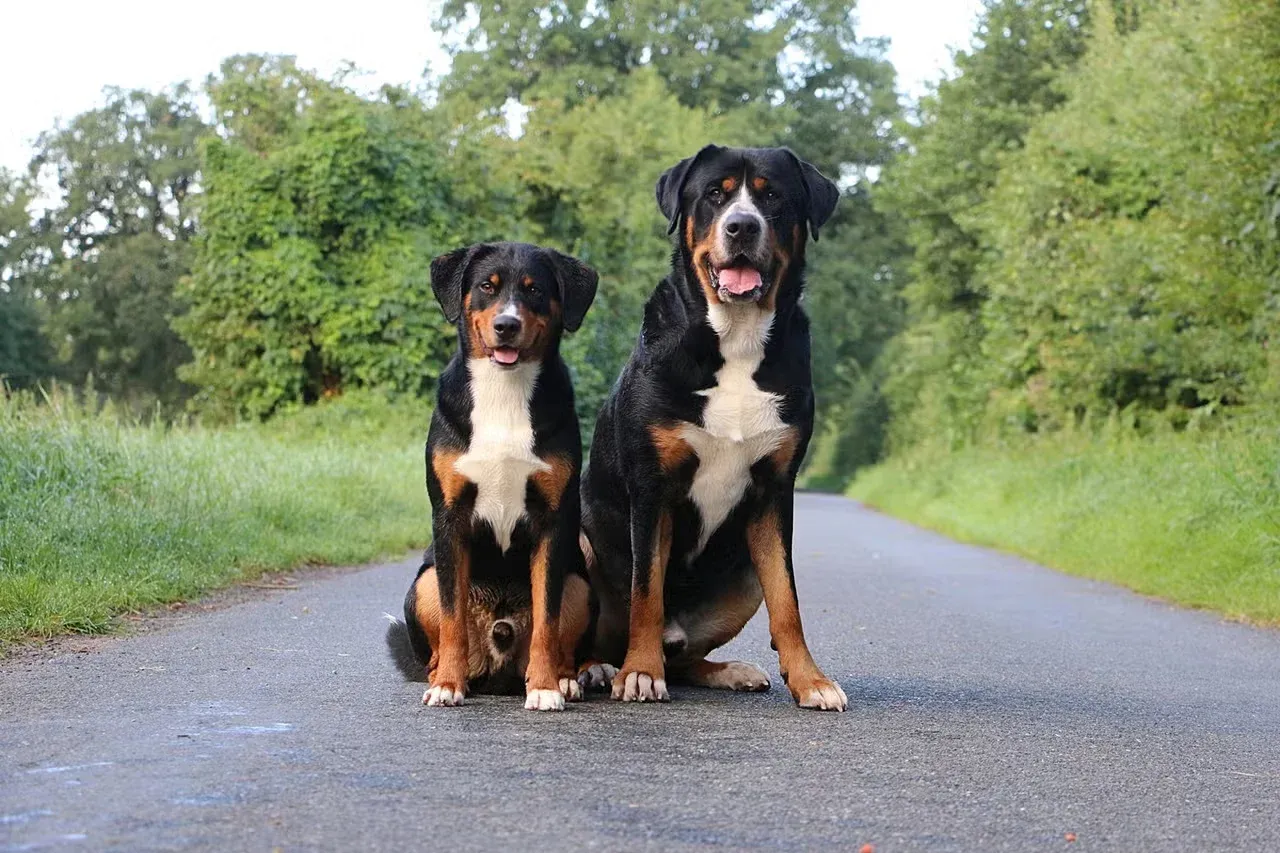 A female Swiss Bernese Mountain Dog and her baby sitting together.