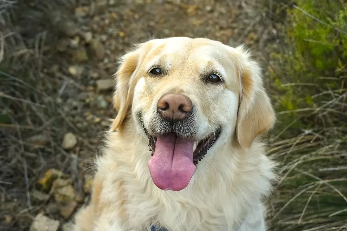 A Golden Retriever with a happy, relaxed smile that shows its friendly nature.