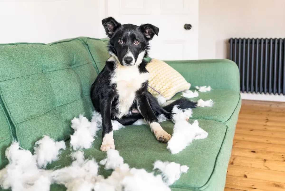 Some dogs may get destructive when their owner leaves them alone.