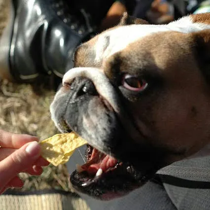 Leftovers and Your Dog: A Guide to Safe and Unsafe Table Scraps