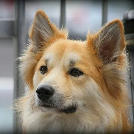 The Hidden Trade of Pet Flipping: What Every Owner Should Know