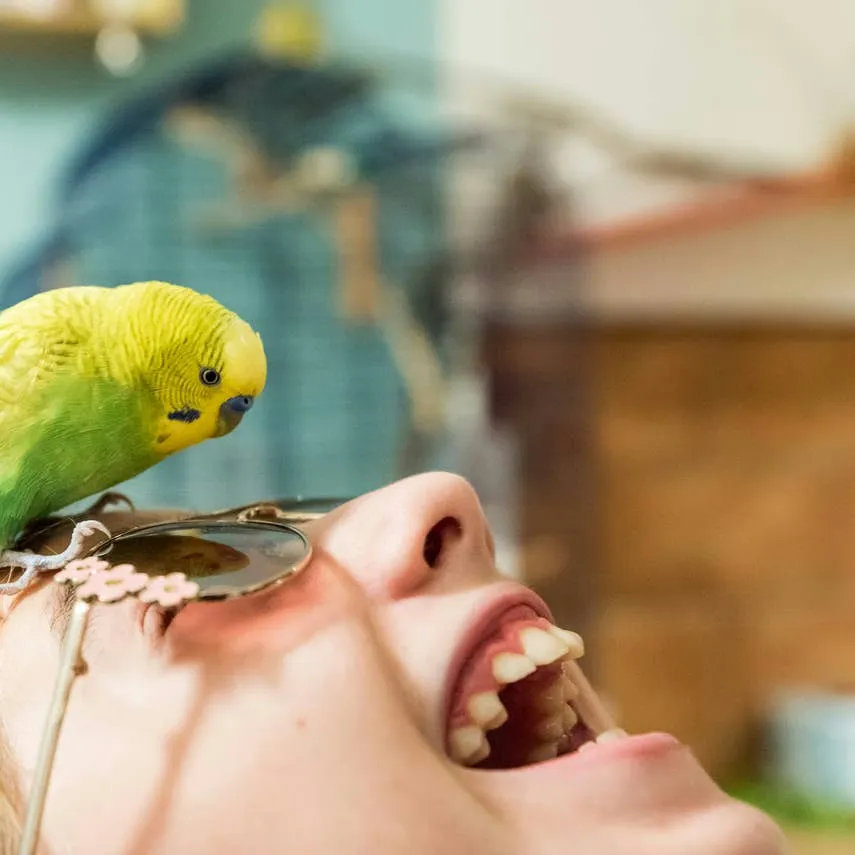 Top 10 Chatty Parrot Species for a Talking Companion