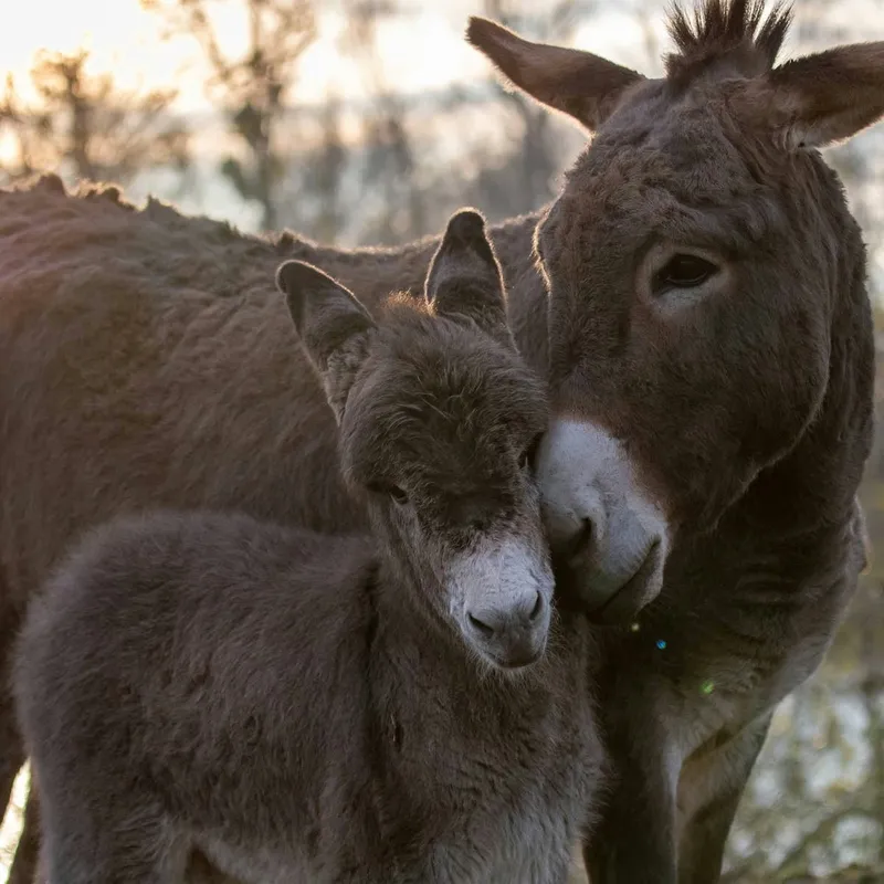 Proud Donkey Mom Parades Her Newborn Foal for All to See