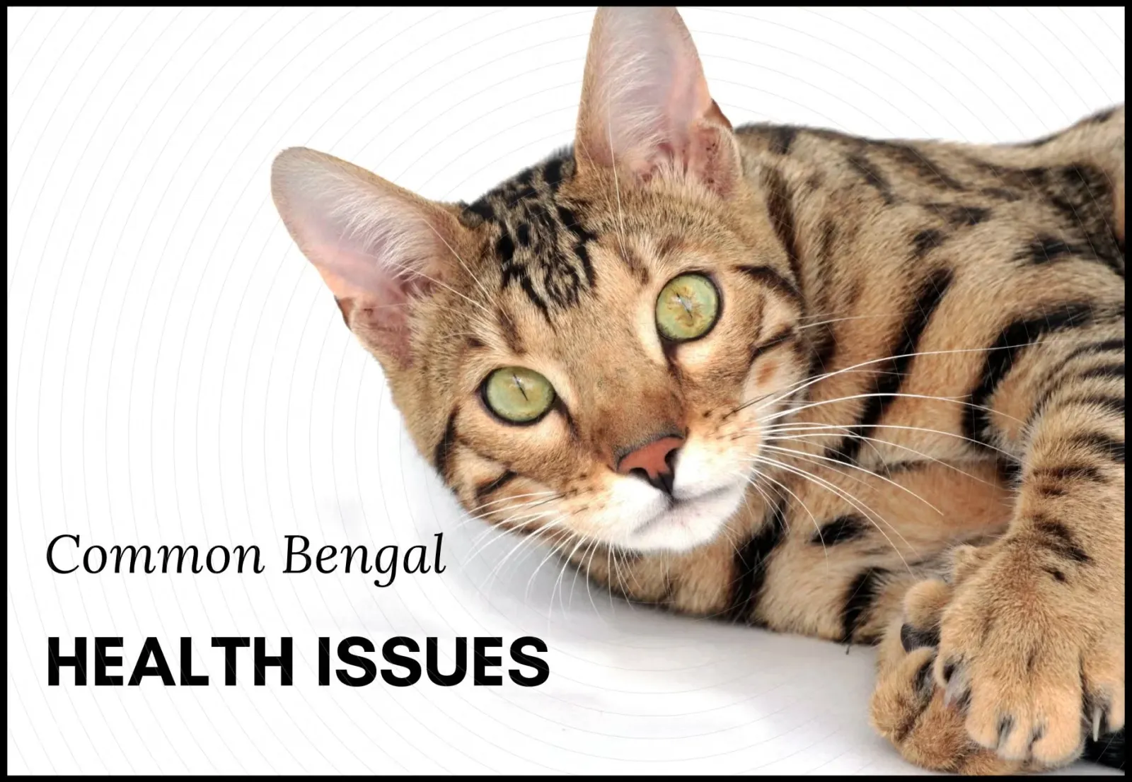 Bengal Cat Health Issues