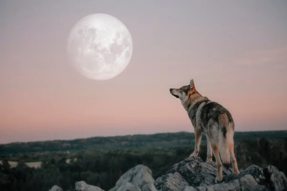 A wolf gazing up at the full moon.