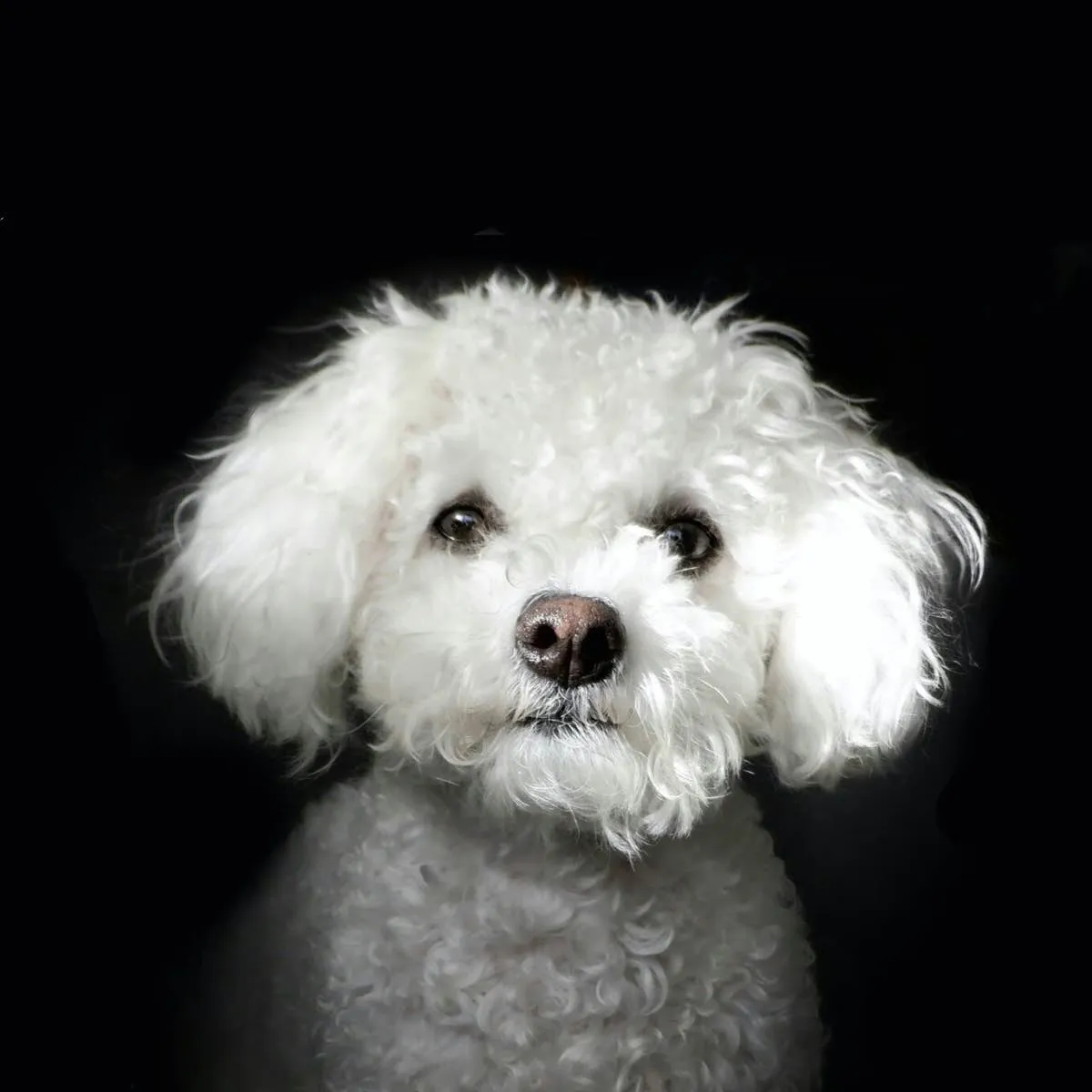 My Neutered Male Bichon Is Attacking Me—Is the Older Female's Heat to Blame?