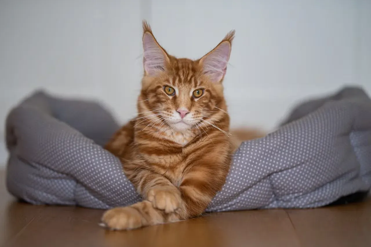 An orange Maine Coon cat reclining in a pet bed.